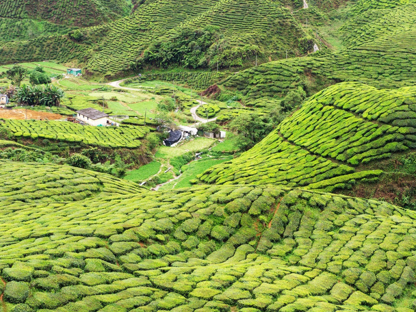 マイブーム ハイランド、マレーシアの丘の上の茶畑  - 写真・画像