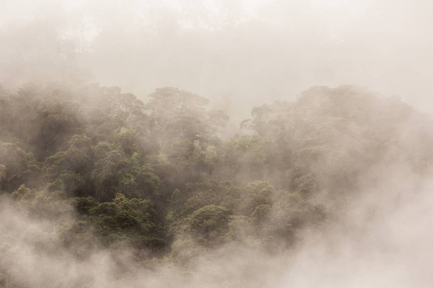 Rain forest, drzewa i rośliny - Zdjęcie, obraz