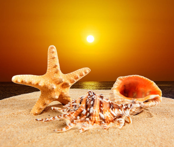 морська мушля на піщаному пляжі на заході сонця
 - Фото, зображення