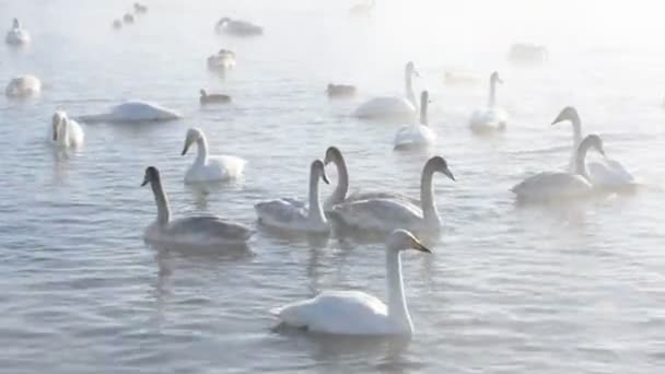Beautiful white whooping swans - Footage, Video