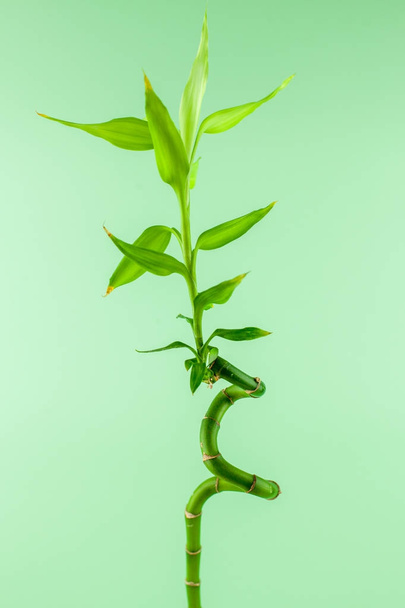 Bamboo plant on a green  background Ornaments. minimal concept idea - Fotó, kép
