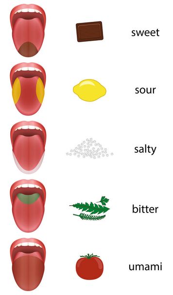 Carte des langues Zones de goût Langue
 - Vecteur, image