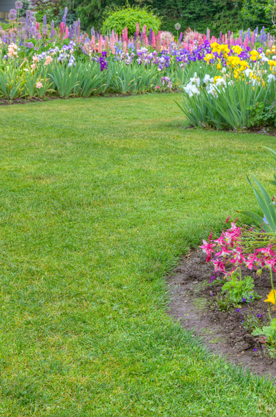 Landscaped garden scene with blooming irises - Zdjęcie, obraz