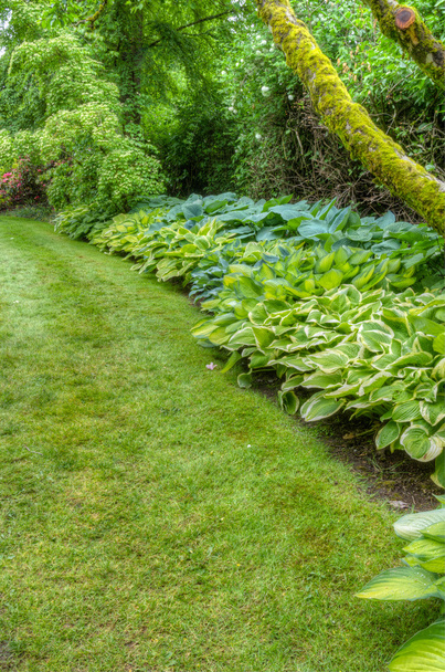 Landscaped garden scene with hosta plants - Foto, imagen
