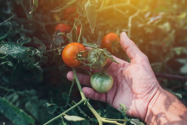Farmer examining tomato fruit grown in organic garden - Фото, зображення