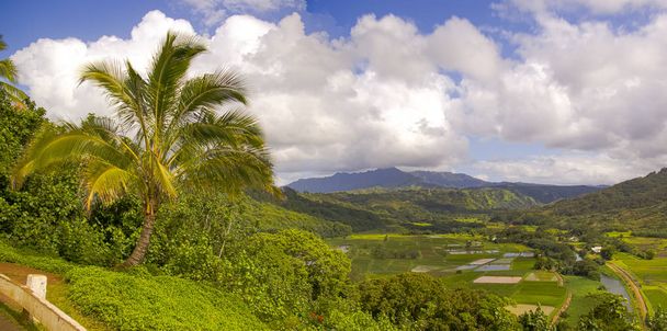 Hanalei luonnonsuojelu Kauai, Havaiji
 - Valokuva, kuva