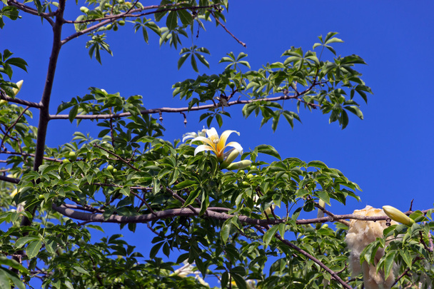 kwitnące drzewa - Zdjęcie, obraz