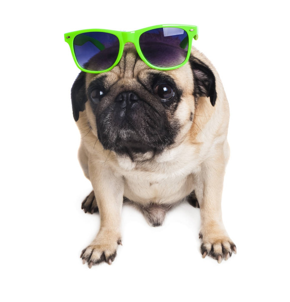 Cute young pug with glasses close-up on a white background - Photo, Image
