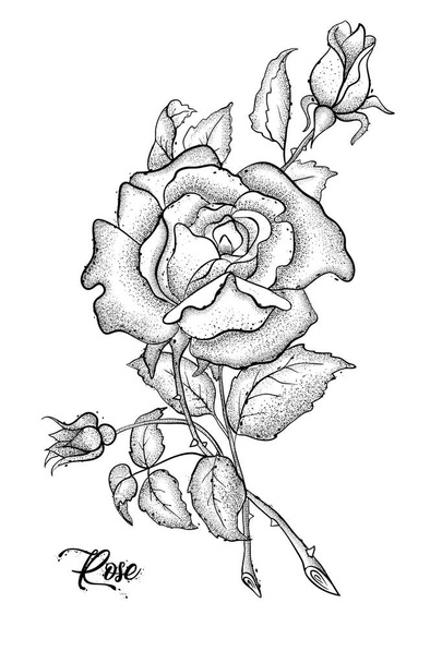 Hand drawn rose vector, etch style, roses and leaves at engravin - Vektor, kép