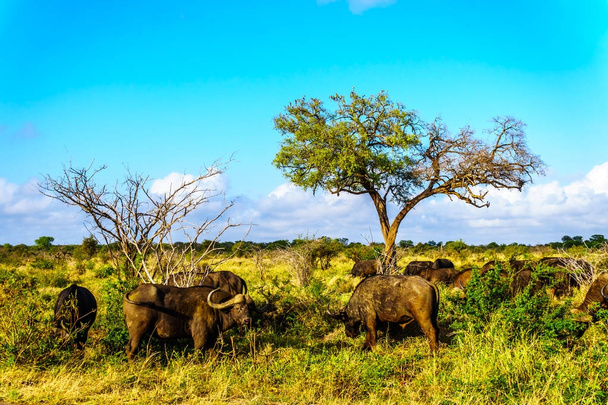 Stada bawołów wodnych wypas w Kruger Narodowy Park w Republice Południowej Afryki - Zdjęcie, obraz