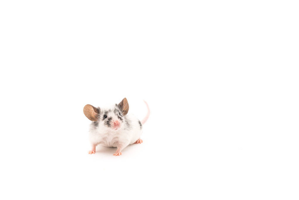 Dekoracyjne Ładna mysz na białym tle - Zdjęcie, obraz