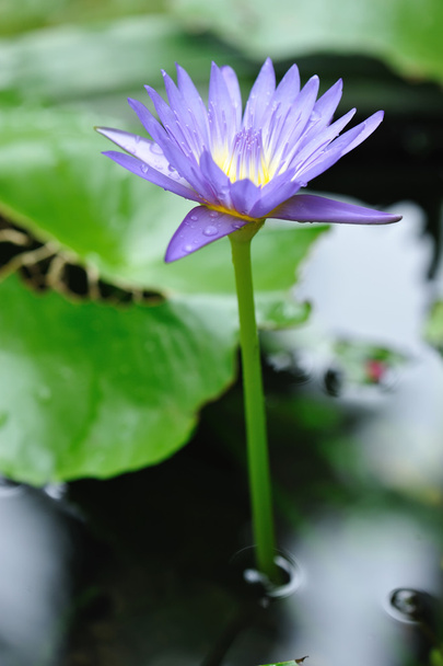 Water lily - Foto, afbeelding