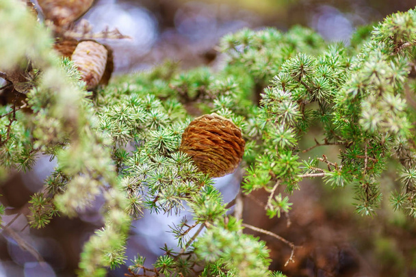 bulto marrón en rama de abeto verde
 - Foto, imagen