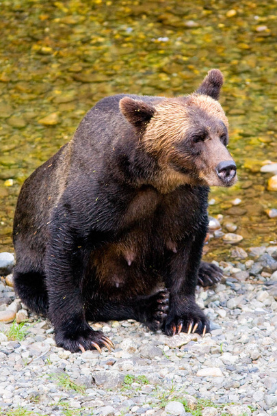 Female grizzly bear on the bank of Fish Creek - Photo, Image