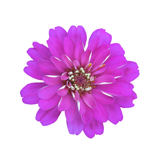 růžový květ, samostatný  - Fotografie, Obrázek