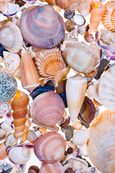 Many sea shells - Foto, immagini