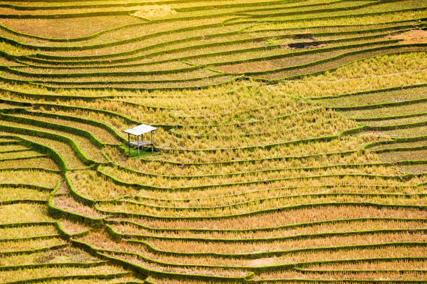 Pirinç tarlaları üzerinde sarı yeşil pirinç alan manzara Teras - Fotoğraf, Görsel