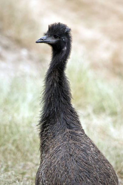 A young emu - Foto, immagini