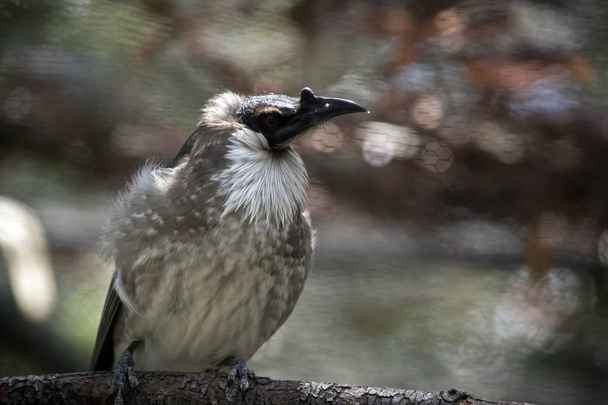noisy friar bird - Fotoğraf, Görsel