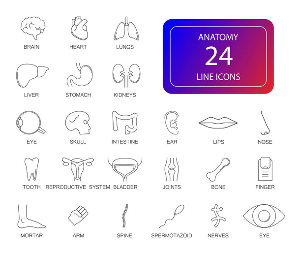 Line icons set. Anatomy pack. Vector illustration - Vector, Image