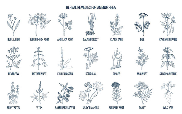 Best herbal remedies to treat amenorrhea - Вектор,изображение