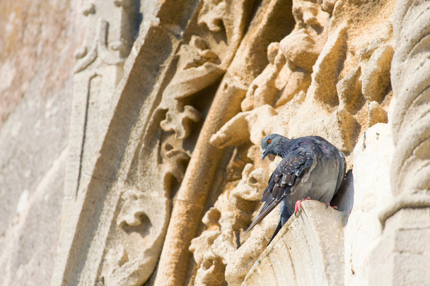 Pigeon on the ancient wall - Photo, Image