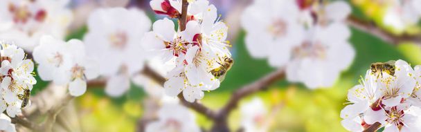 Wiosną. Pszczoła zbiera nektar (pyłki) z białych kwiatów - Zdjęcie, obraz