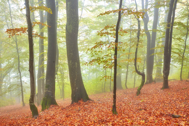 sisli ahşap bir parça ile sonbahar manzarası - Fotoğraf, Görsel