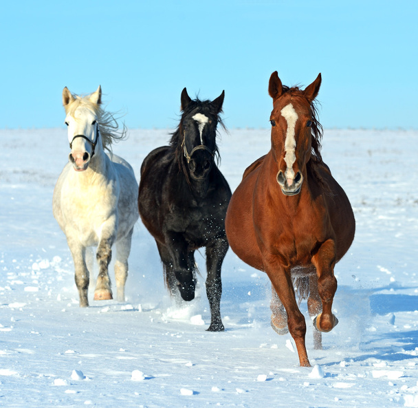 άλογα που τρέχουν - Φωτογραφία, εικόνα