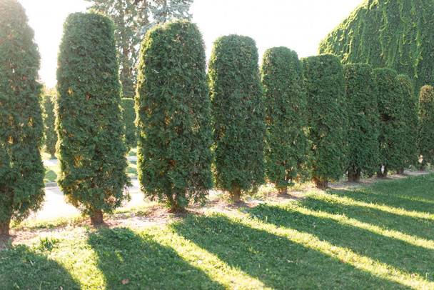 Row of large thuja trees stand in a line. The sun breaks through the trees - 写真・画像