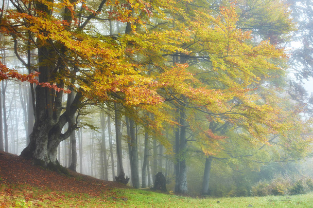 Осенний пейзаж в туманном лесу с дорожкой
 - Фото, изображение