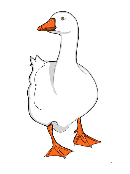  realistic animal goose duck illustration drawing and white background - Photo, Image