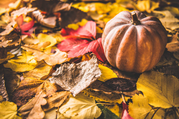 Calabaza acostada sobre hojas de otoño
 - Foto, imagen