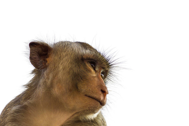 Makak opice izolované na bílém  - Fotografie, Obrázek