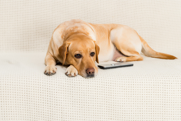 Golden retriever σκύλου ξαπλωμένη στον καναπέ με το τηλεχειριστήριο της τηλεόρασης - Φωτογραφία, εικόνα