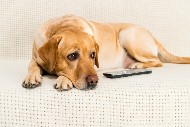 Golden retriever σκύλου ξαπλωμένη στον καναπέ με το τηλεχειριστήριο της τηλεόρασης - Φωτογραφία, εικόνα