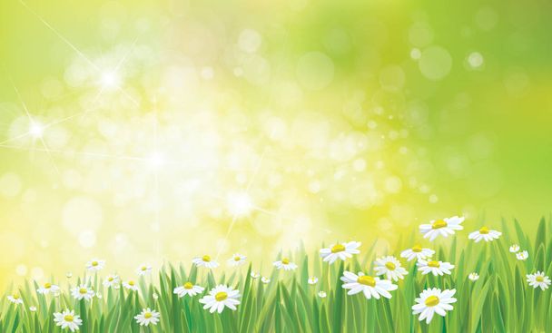 新鮮な緑の芝生の背景を持つヒナギク花野 - ベクター画像