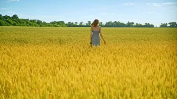 Yürüyen kadın dokunmatik buğday kulaklar. Doğa güzellik kadın - Video, Çekim