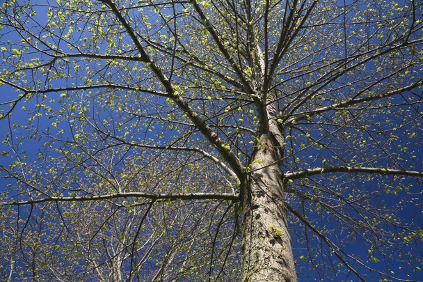 Deciduous tree with emerging buds against a blue sky in spring, Lanaudiere, Quebec, Canada, North America - Foto, Imagem