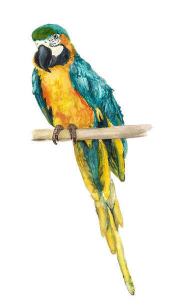 Watercolor blue-and-yellow macaw - Photo, Image
