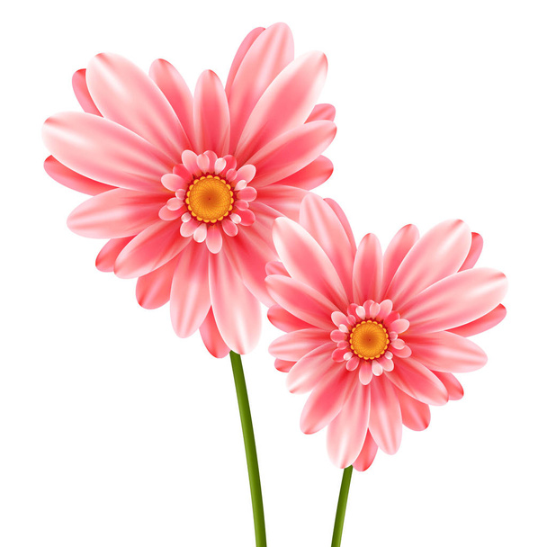 gerbera květiny izolované na bílém pozadí - Vektor, obrázek