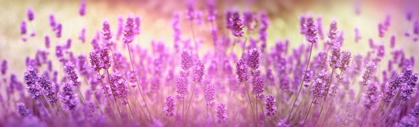 Valikoiva keskittyä laventeli kukka, laventeli kukkia palaa auringonvalossa kukka puutarhassa
 - Valokuva, kuva