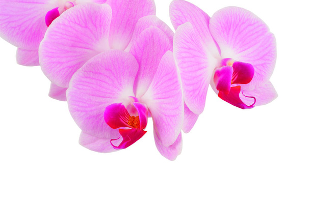 Roze orchidee bloem - Foto, afbeelding