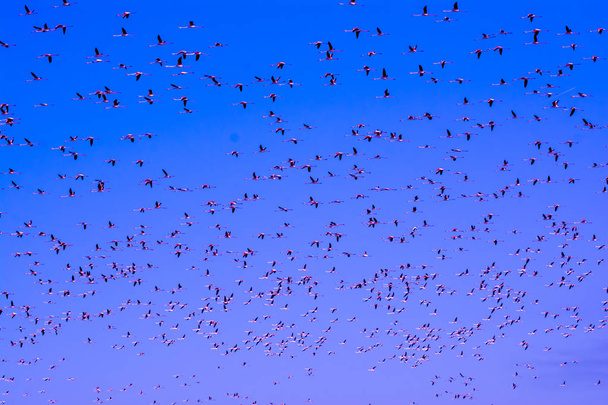 日の出飛行フラミンゴのピンクの鳥の群れ - 写真・画像