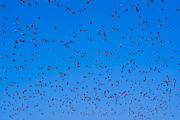 Стая розовых птиц фламинго летит на рассвете
 - Фото, изображение