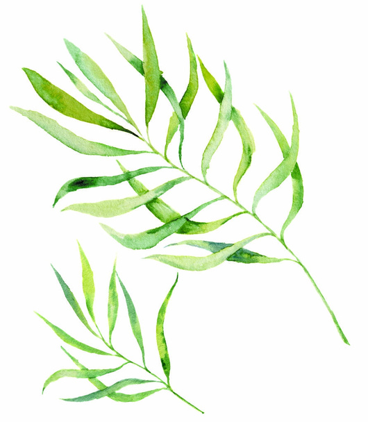 水彩の緑葉はブランチ セットです。手描き植物要素の。白い背景で隔離の図。設計、織物および背景. - 写真・画像