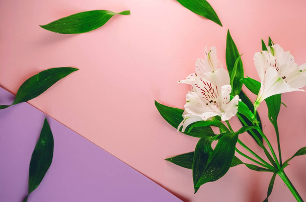 біла альстромерія. красиві квіти. флористика. фон рожевий фіолетовий. листя зелене
 - Фото, зображення