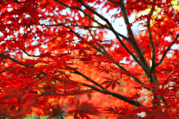 Heldere Japanse esdoorn of Acer palmatum verlaat op de herfst gard - Foto, afbeelding