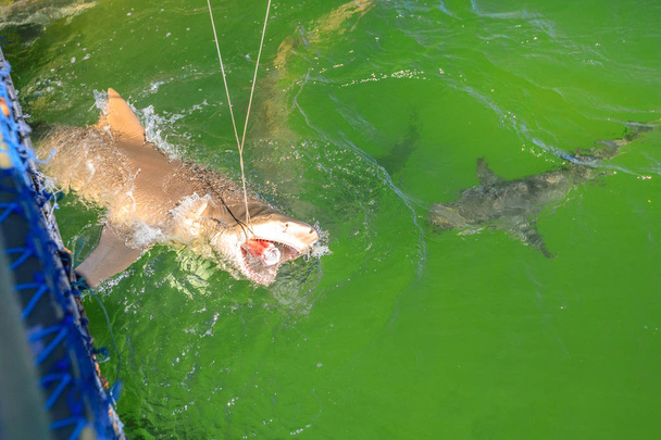 Καρχαρία που τρώει Αυστραλία - Φωτογραφία, εικόνα