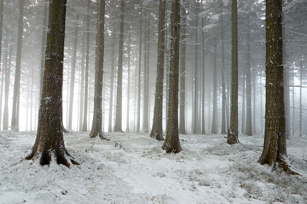 Floresta de Inverno - Foto, Imagem